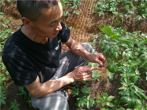 微生物菌劑，翠姆，拉姆拉