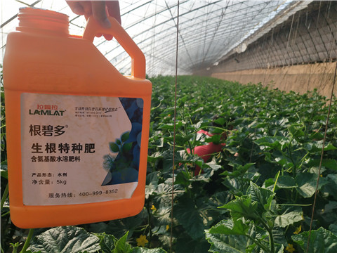 根碧多，拉姆拉
