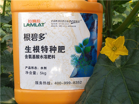 根碧多，拉姆拉