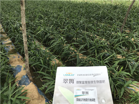 微生物菌劑，翠姆，拉姆拉