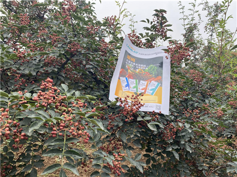 花椒種植，大量元素水溶肥，翠姆