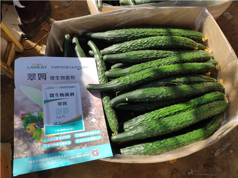 葉面肥，安碧解，除草劑藥害