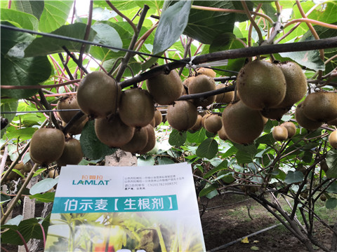 微生物菌劑，生根劑，伯示麥，拉姆拉