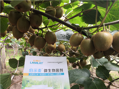 微生物菌劑，生根劑，伯示麥，拉姆拉