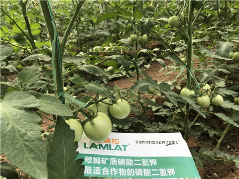 磷酸二氫鉀，拉姆拉，翠姆