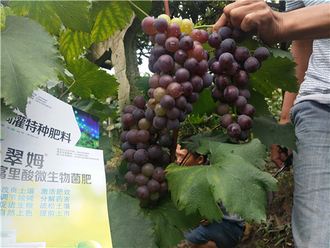 微生物菌劑，拉姆拉，翠姆