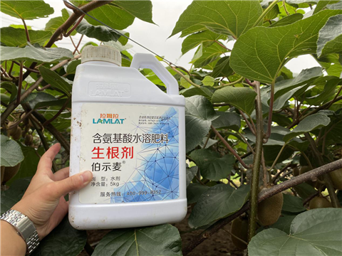 水溶肥，生根劑，微生物菌劑，伯示麥，拉姆拉