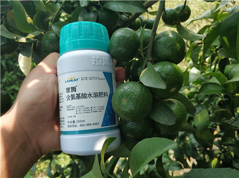葉面肥，拉姆拉，翠姆