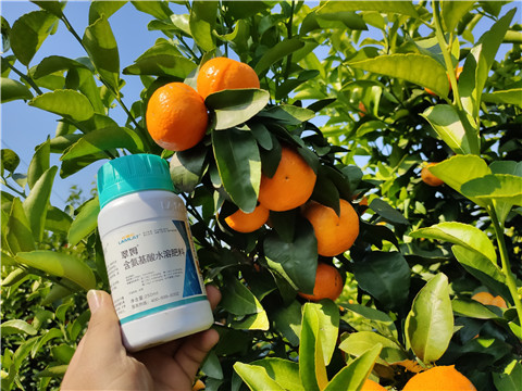 葉面肥，拉姆拉，翠姆