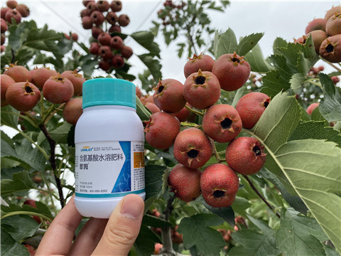 葉面肥，拉姆拉，翠姆