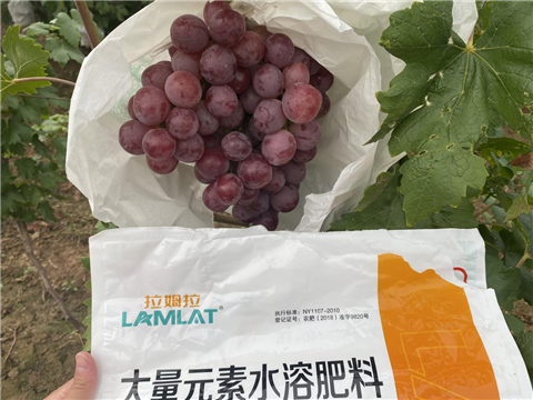 大量元素水溶肥，拉姆拉，翠姆