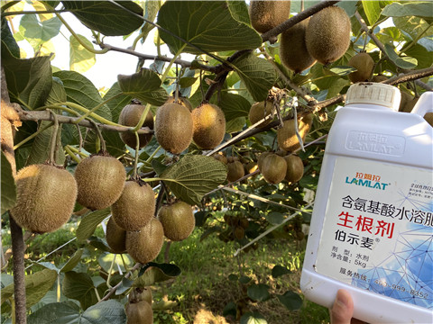 進(jìn)口水溶肥，拉姆拉，伯示麥