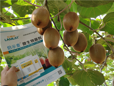進(jìn)口水溶肥，拉姆拉，伯示麥