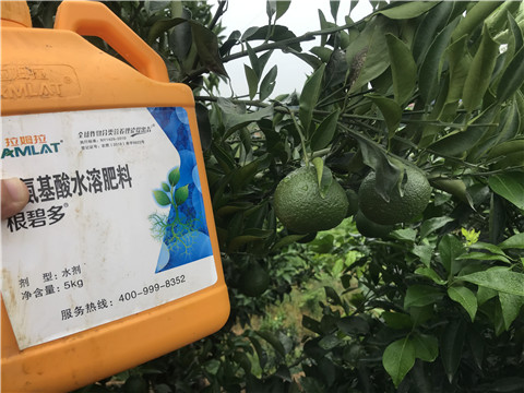 水溶肥，拉姆拉，翠姆