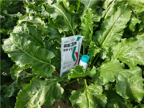 水溶肥，拉姆拉，翠姆