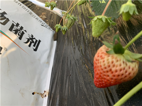微生物菌劑，拉姆拉，翠姆