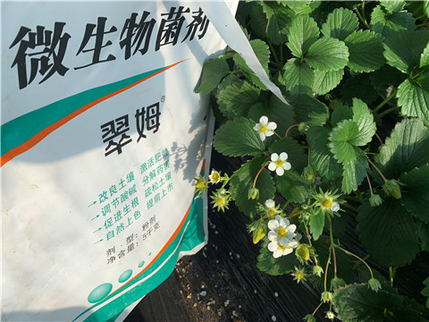 微生物菌劑，拉姆拉，翠姆