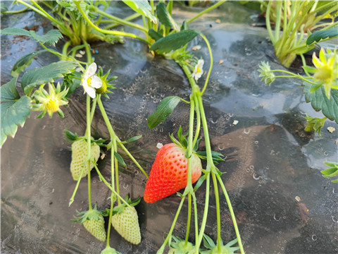 微生物菌劑，拉姆拉，翠姆