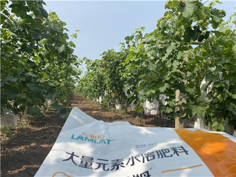 大量元素水溶肥，拉姆拉，翠姆