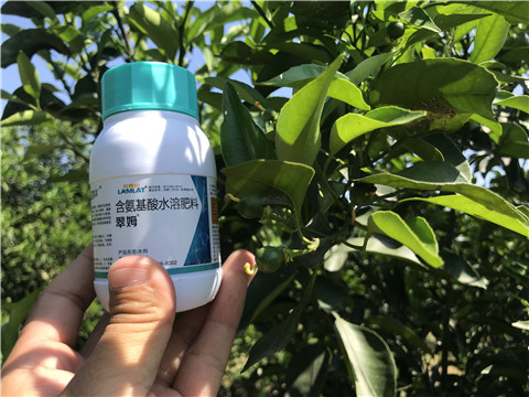 葉面肥，拉姆拉，翠姆
