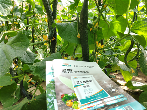 水溶肥，拉姆拉，翠姆