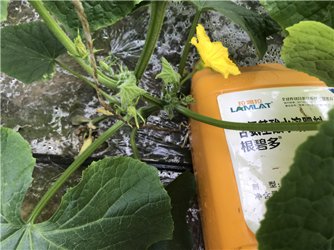 水溶肥，拉姆拉，翠姆