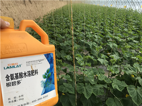 水溶肥，拉姆拉，翠姆