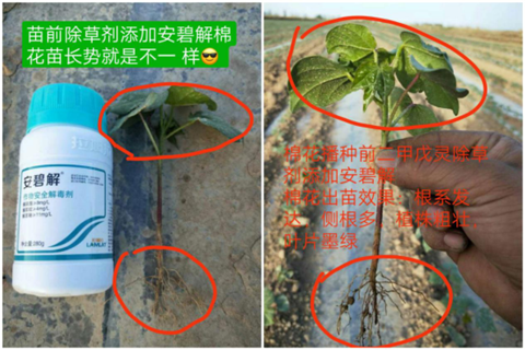 安碧解，拉姆拉，翠姆