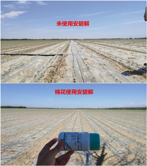 安碧解，拉姆拉，翠姆