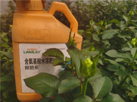 生根劑，拉姆拉，翠姆