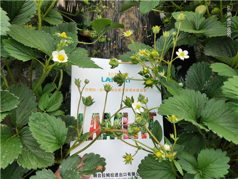 水溶肥，拉姆拉，翠姆