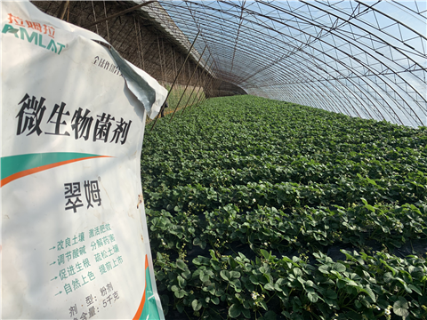 水溶肥，拉姆拉，翠姆