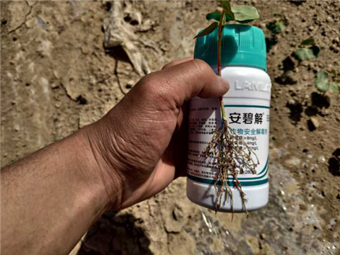 水溶肥，拉姆拉，翠姆