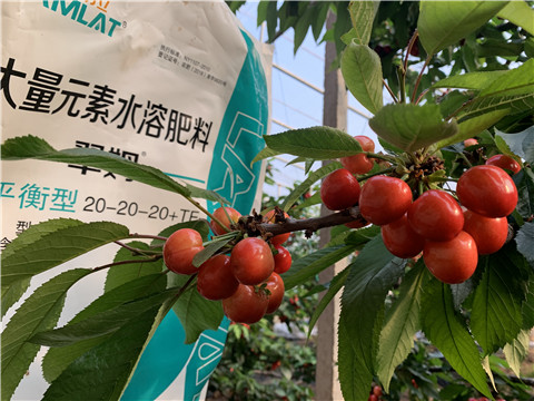 大量元素水溶肥，拉姆拉，翠姆