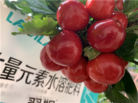 大量元素水溶肥，拉姆拉，翠姆