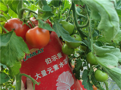 水溶肥，拉姆拉，伯示麥