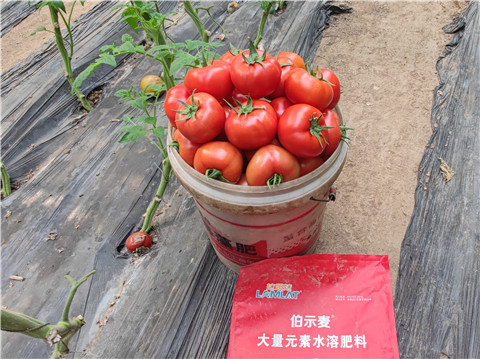 水溶肥，拉姆拉，伯示麥