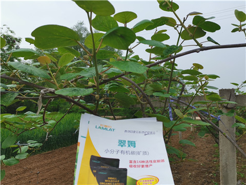 小分子有機(jī)碳，拉姆拉，翠姆