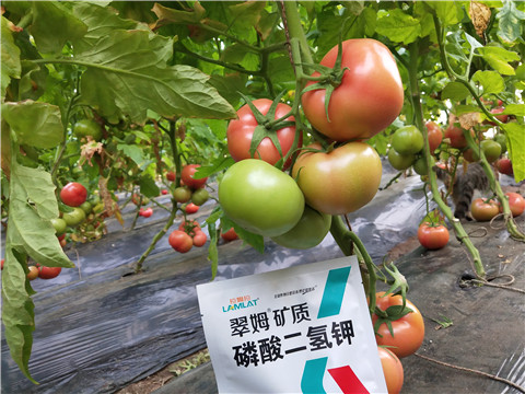 磷酸二氫鉀，拉姆拉，翠姆