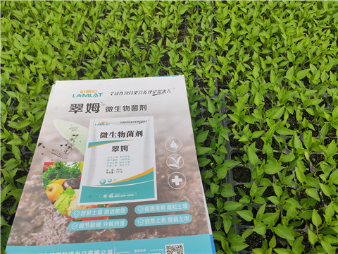 水溶肥，拉姆拉，翠姆