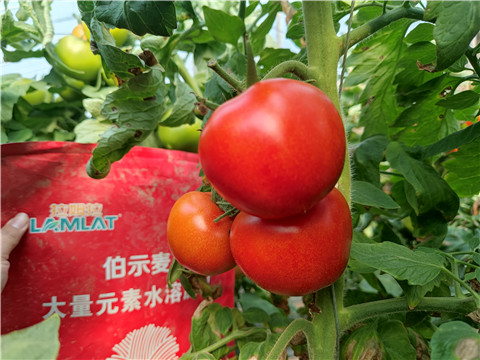 水溶肥，拉姆拉，伯示麥 