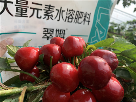水溶肥，拉姆拉，翠姆
