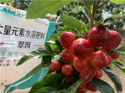 水溶肥，拉姆拉，翠姆