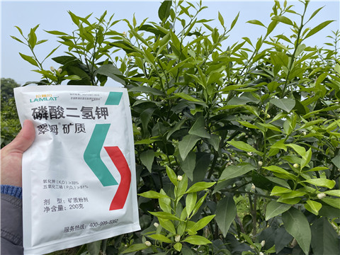 葉面肥，拉姆拉，翠姆