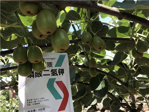 水溶肥，拉姆拉，翠姆
