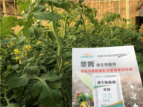 微生物菌劑，翠姆，拉姆拉