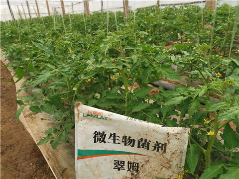 微生物菌劑，翠姆，拉姆拉