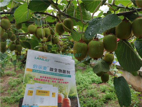 生根劑，翠姆，拉姆拉