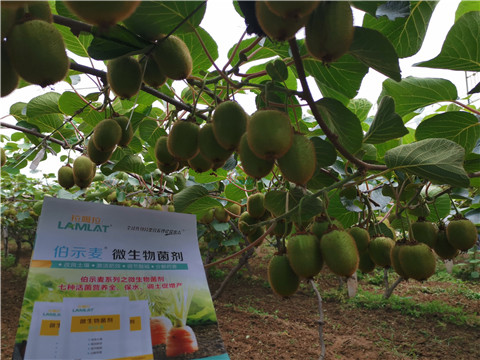 水溶肥，伯示麥，拉姆拉