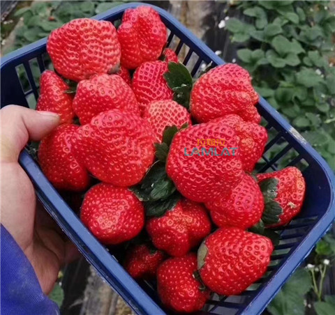 鈣肥，翠姆，拉姆拉